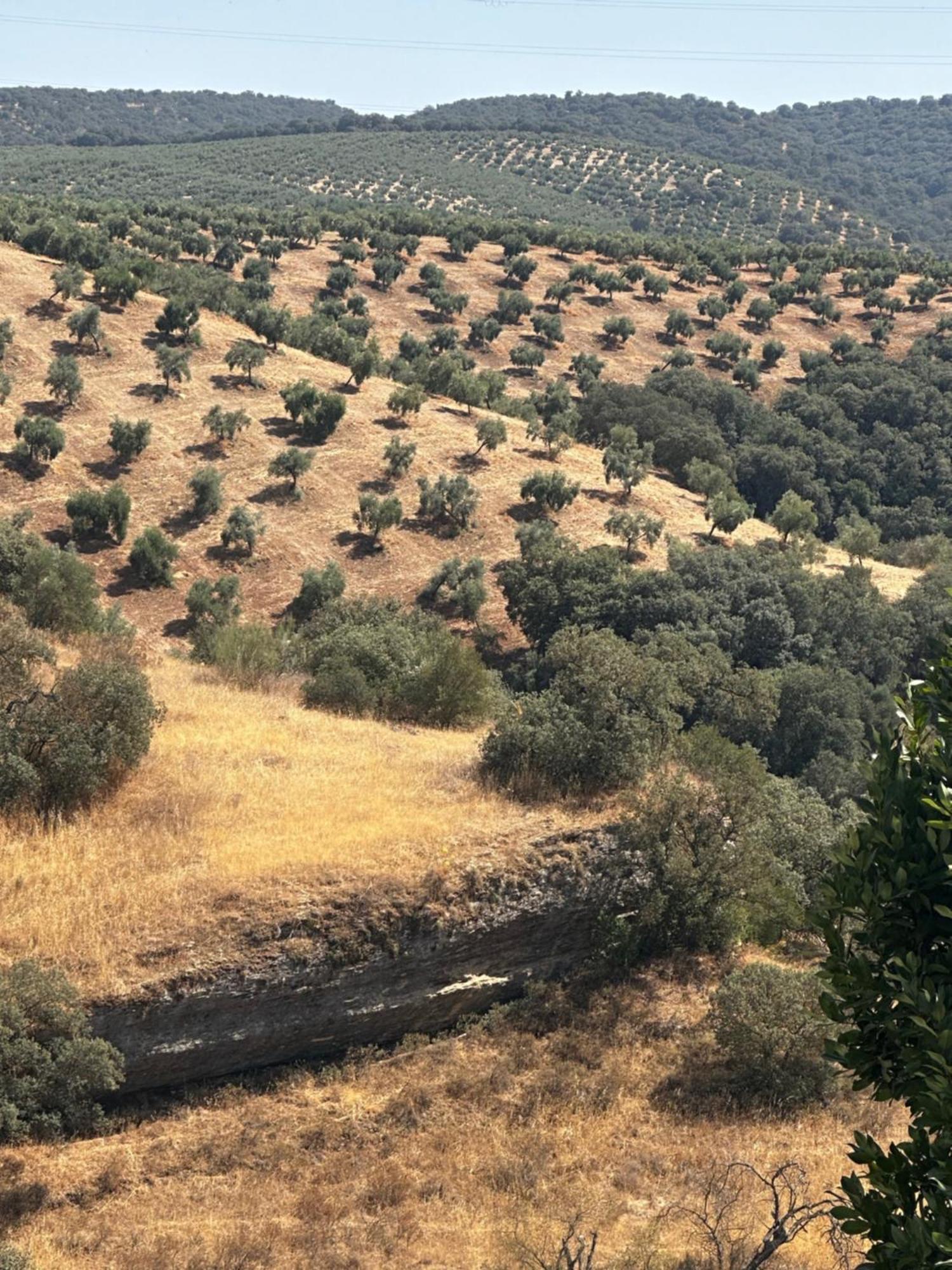 Casa Amapola Villa Setenil de las Bodegas Kültér fotó